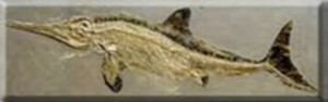 Nevada Ichthyosaur